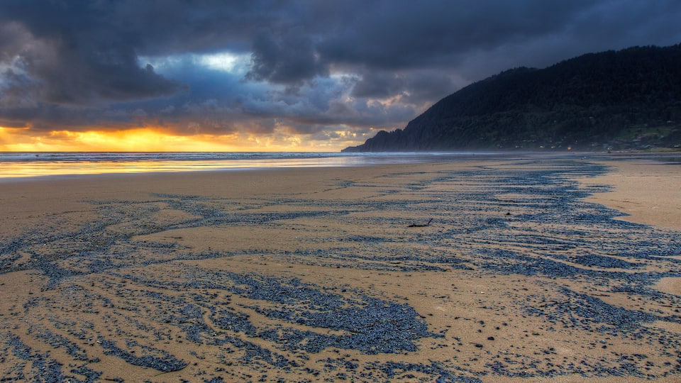 A beach with starfish scattered across the sand and a stormy sky.
