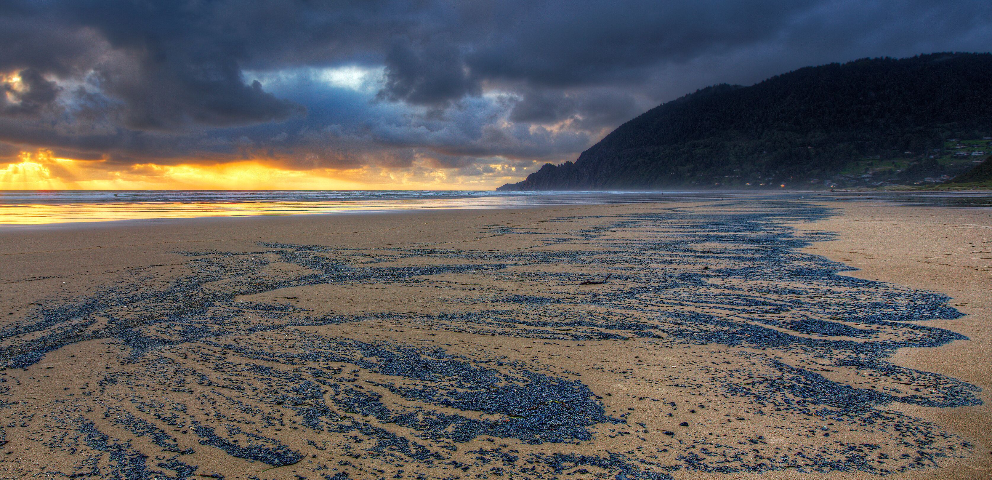 A beach with starfish scattered across the sand and a stormy sky.