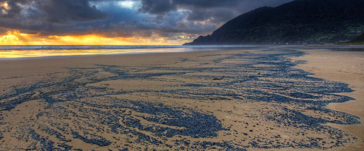 A beach with starfish scattered across the sand and a stormy sky.