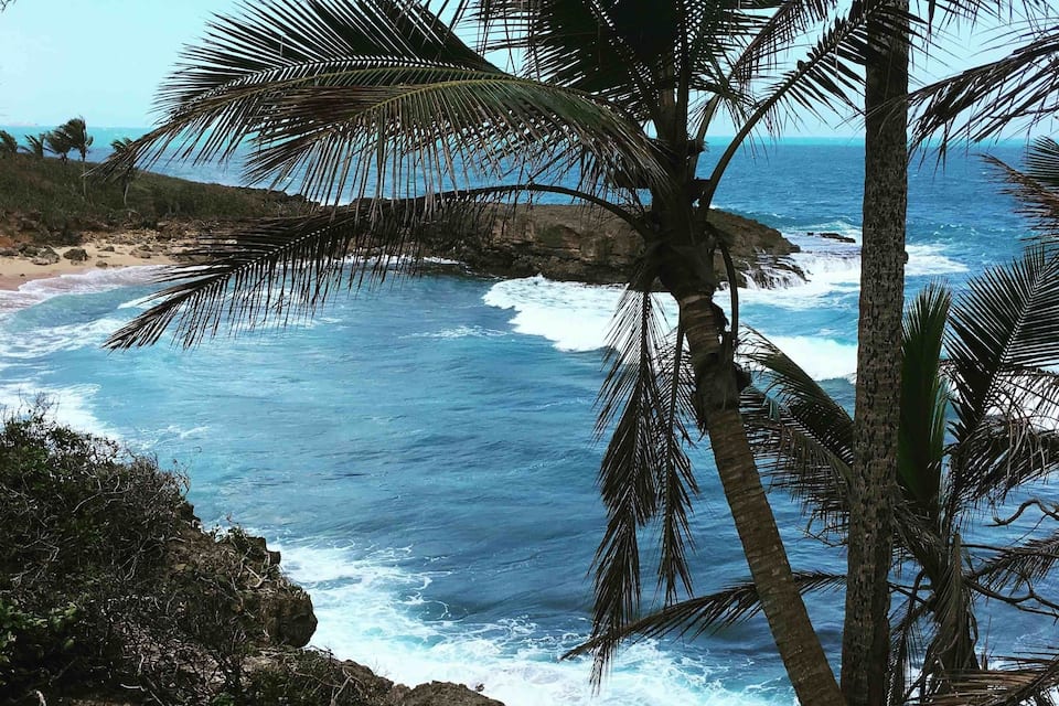 Una palmera con vistas a una costa rocosa y olas rompiendo en la orilla.
