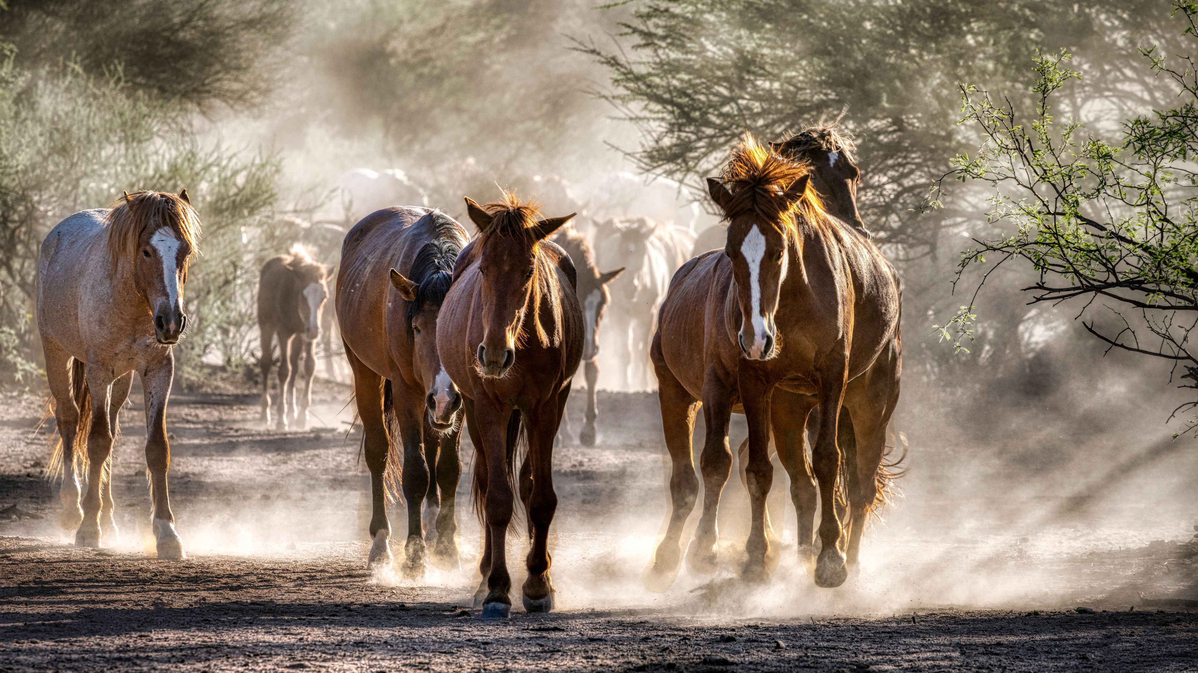 Un grupo de caballos corre a través de un sendero polvoriento rodeado de árboles.