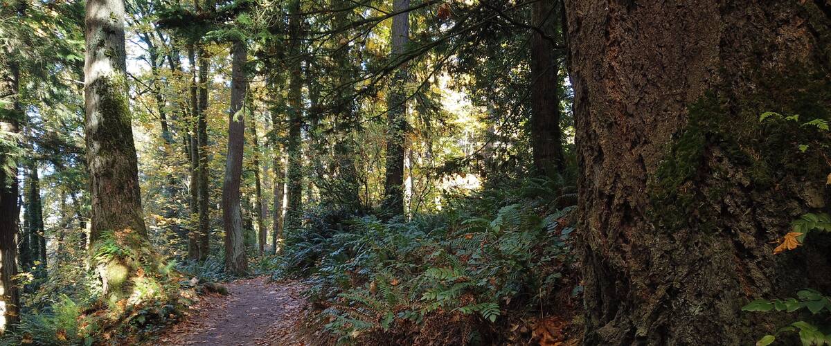 Autumn Trees and Plants at Hoyt Arboretum, Portland, Oregon