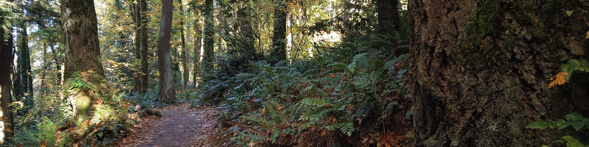 Autumn Trees and Plants at Hoyt Arboretum, Portland, Oregon