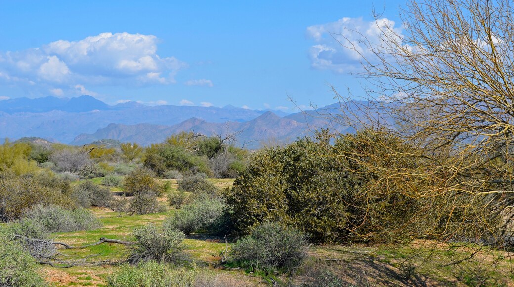 After an unusually heavy winter rain, McDowell Mountain Regional Park looks unusually green and lush.