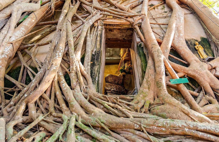 Wat Bang Kung, the old temple covered with banyan tree,thailand