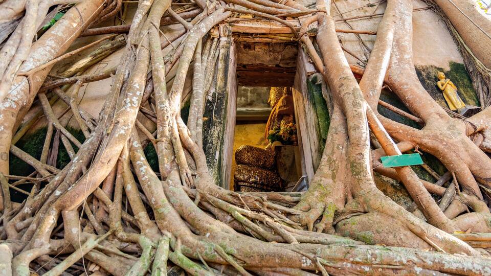A dense thicket of intertwined tree roots with a small opening revealing a statue inside.