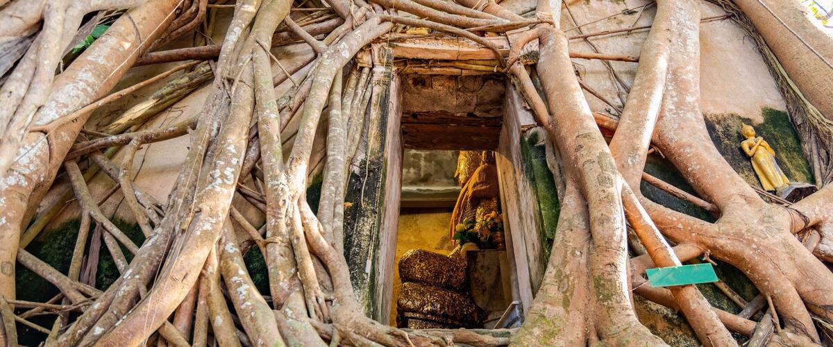 A dense thicket of intertwined tree roots with a small opening revealing a statue inside.