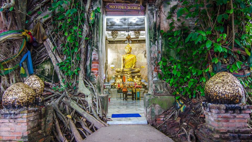 A golden Buddha statue in a temple surrounded by lush greenery and vines.