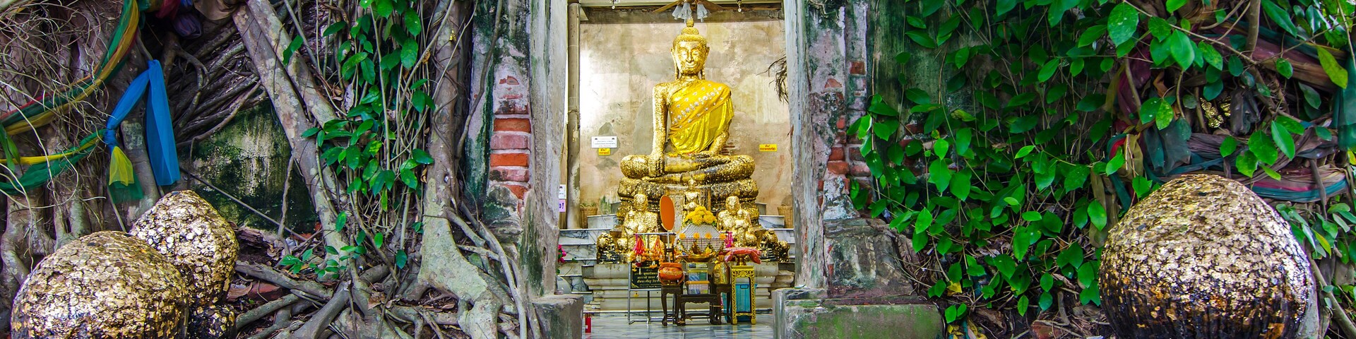 Estátua dourada de Buda em templo cercado por vegetação exuberante e trepadeiras.