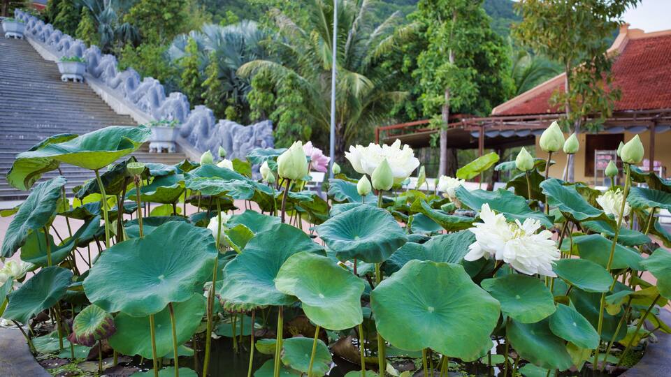 Vase with lotus flowers in the temple of Vietnam, the sanctuary of Ding Kau