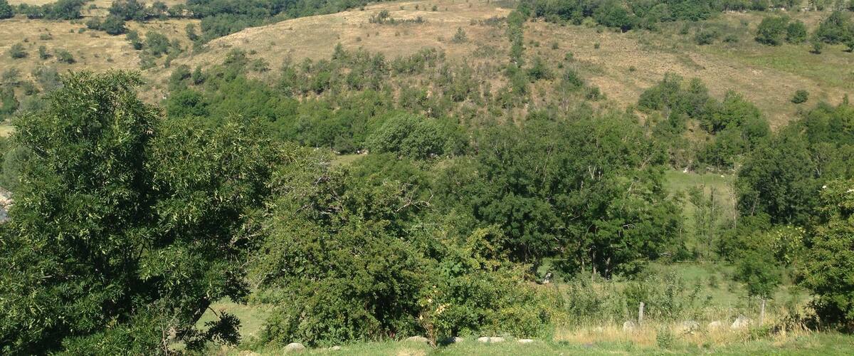 A hilly landscape with dense green vegetation and a clear blue sky.