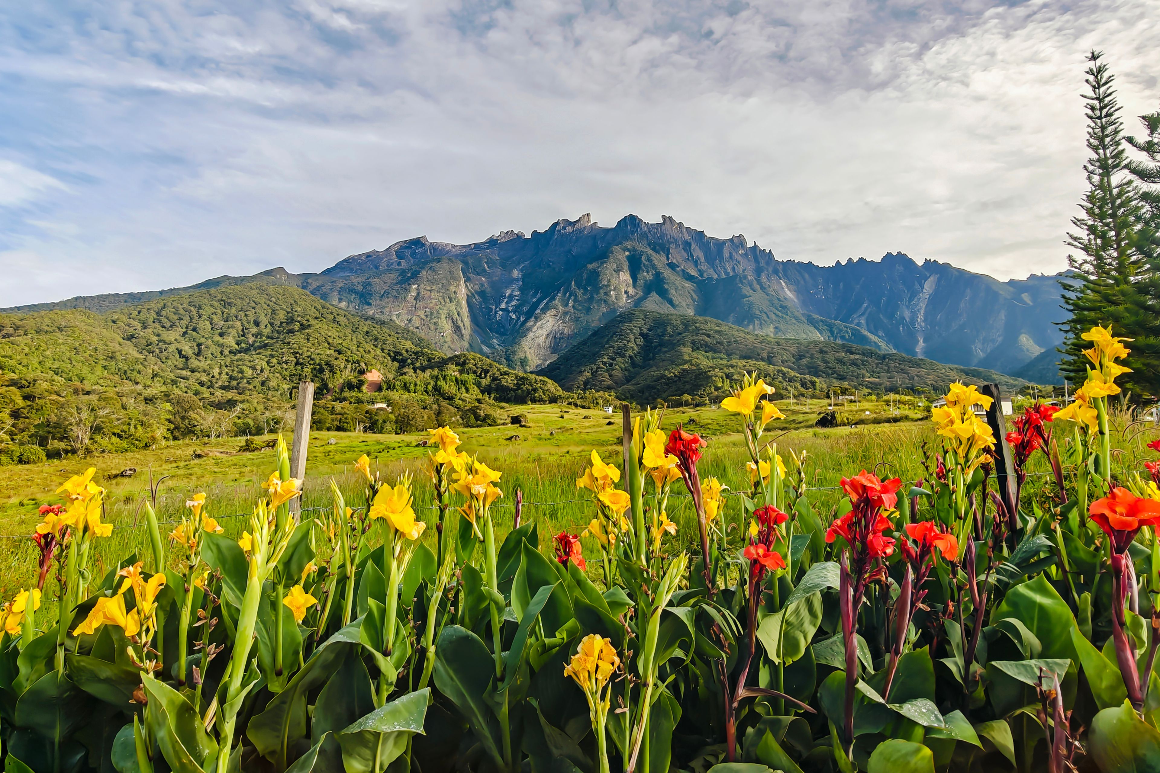 Paisatge muntanyós amb un camp de flors grogues i vermelles al primer pla.