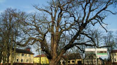 Ein großer, kahl stehender Baum vor einem gelben Gebäude, im Hintergrund ein Schild.