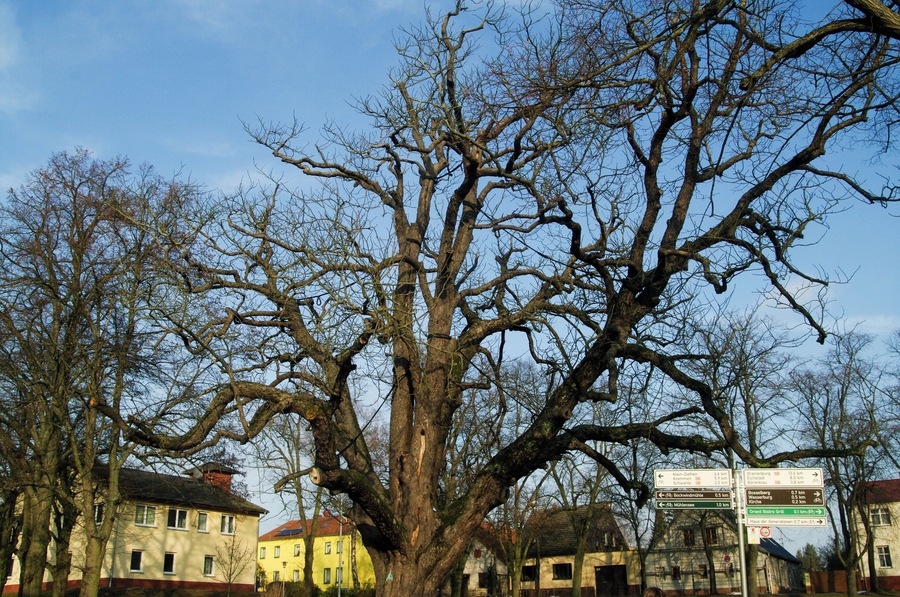 Vehlefanz, Brandenburg, Germany in winter