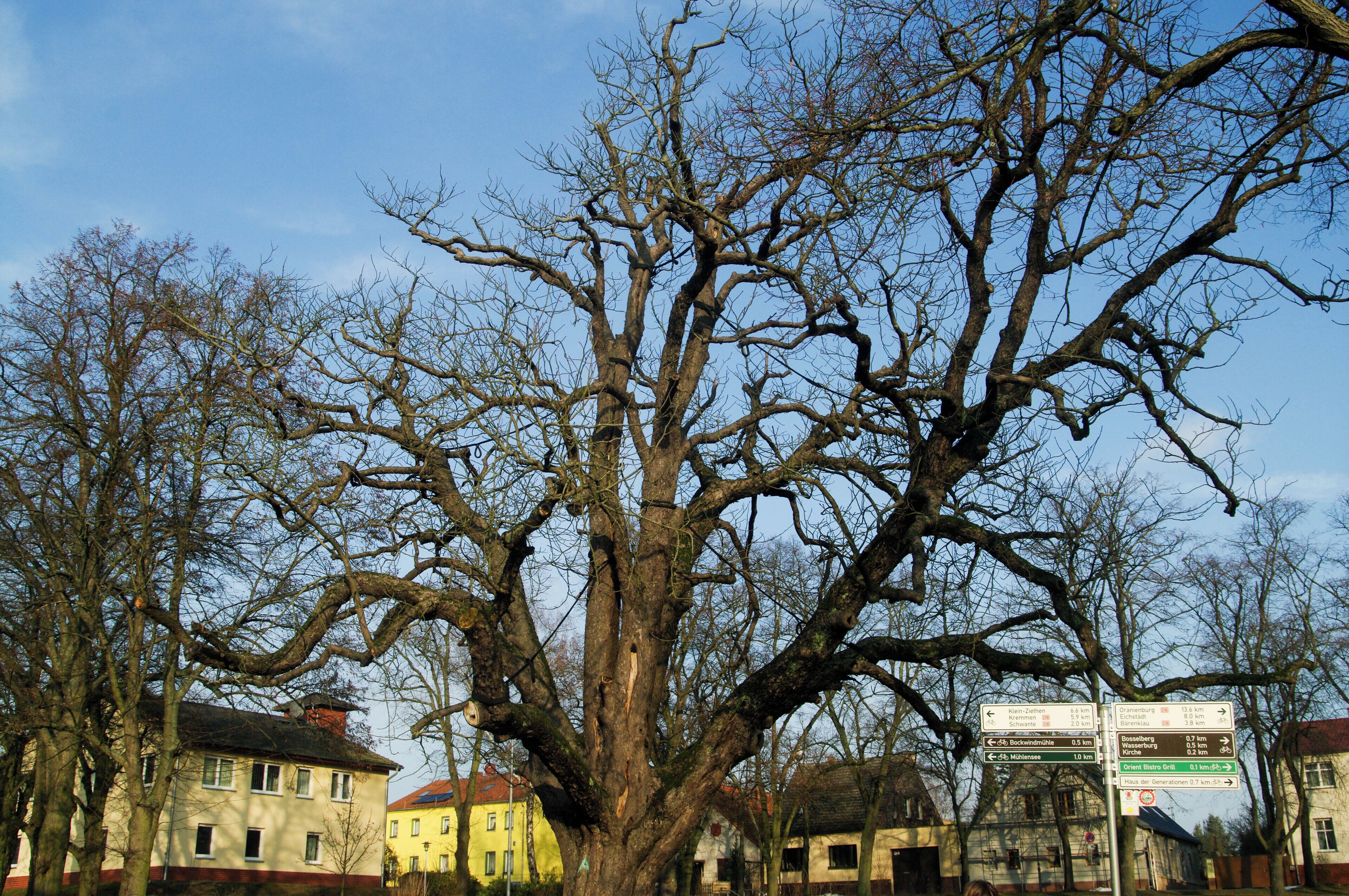 A large leafless tree in front of a yellow building with a signboard in the background.