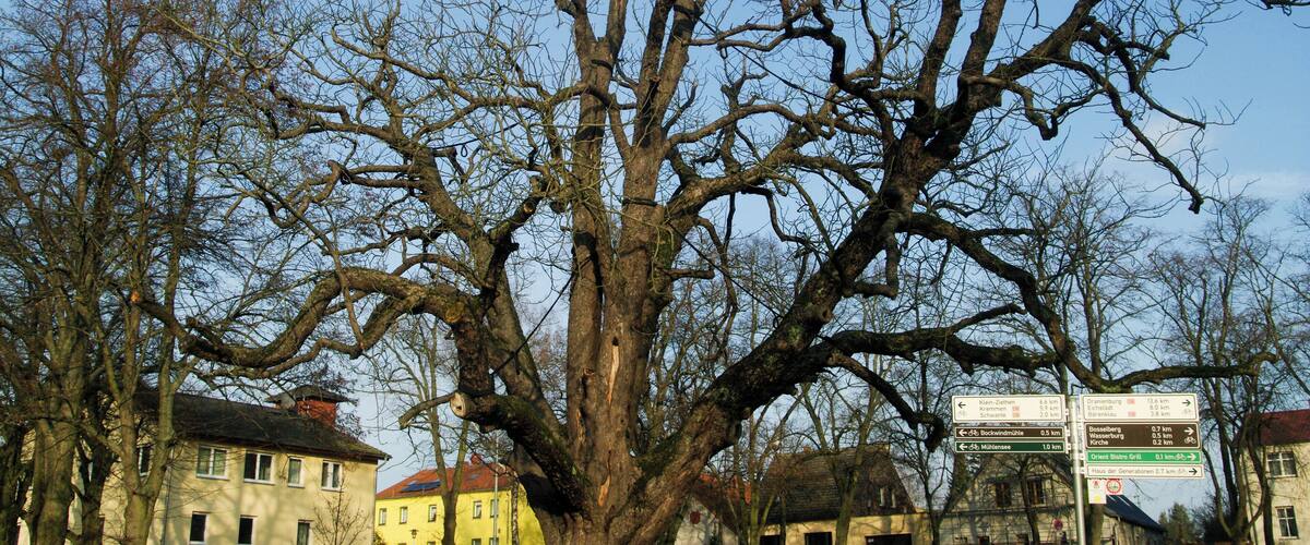 A large leafless tree in front of a yellow building with a signboard in the background.