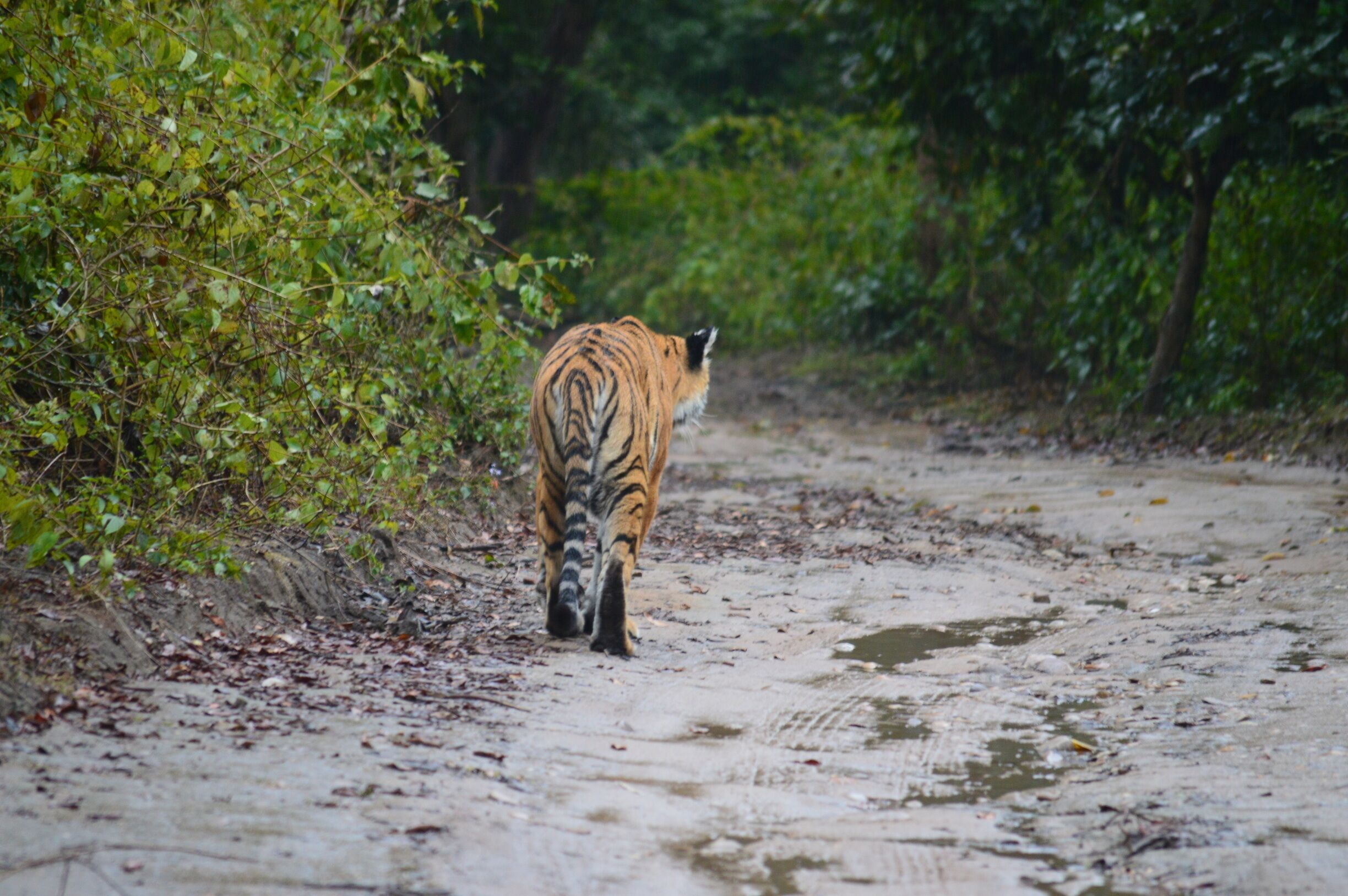 Was few of the lucky ones to notice a tigress on my first visit to Jim Corbett.
When all hope was lost we found this tigress on a walk.
#Wildlife
