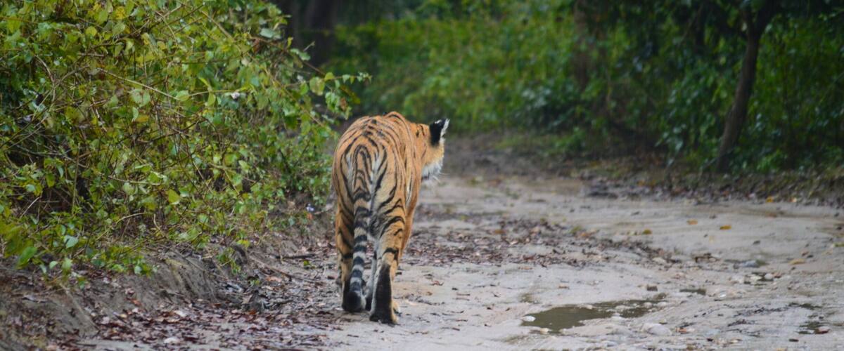 Was few of the lucky ones to notice a tigress on my first visit to Jim Corbett.
When all hope was lost we found this tigress on a walk.
#Wildlife