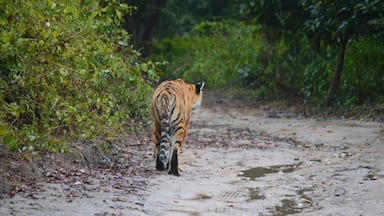 A tiger walking on a muddy path surrounded by dense greenery.