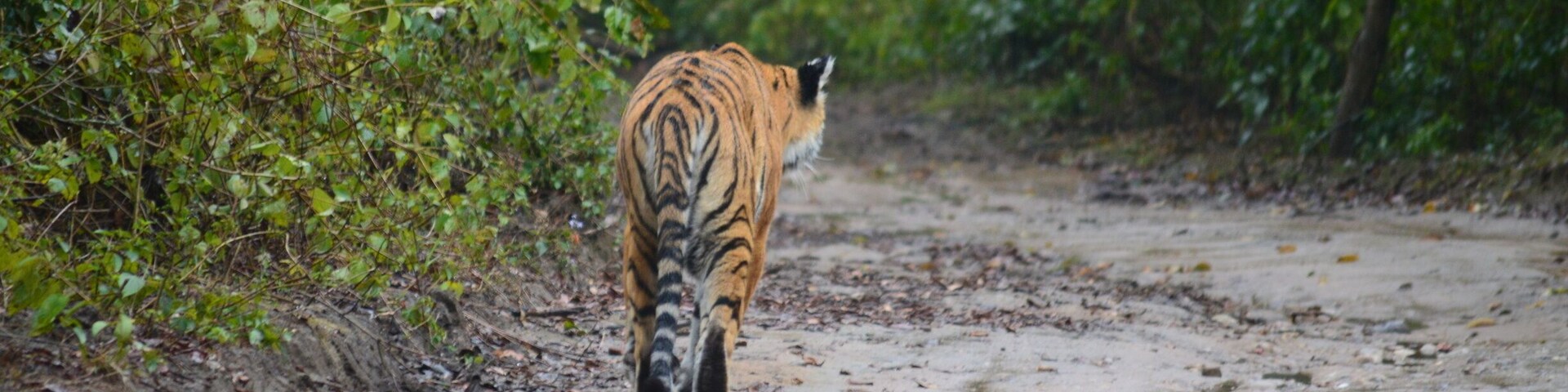 Was few of the lucky ones to notice a tigress on my first visit to Jim Corbett.
When all hope was lost we found this tigress on a walk.
#Wildlife