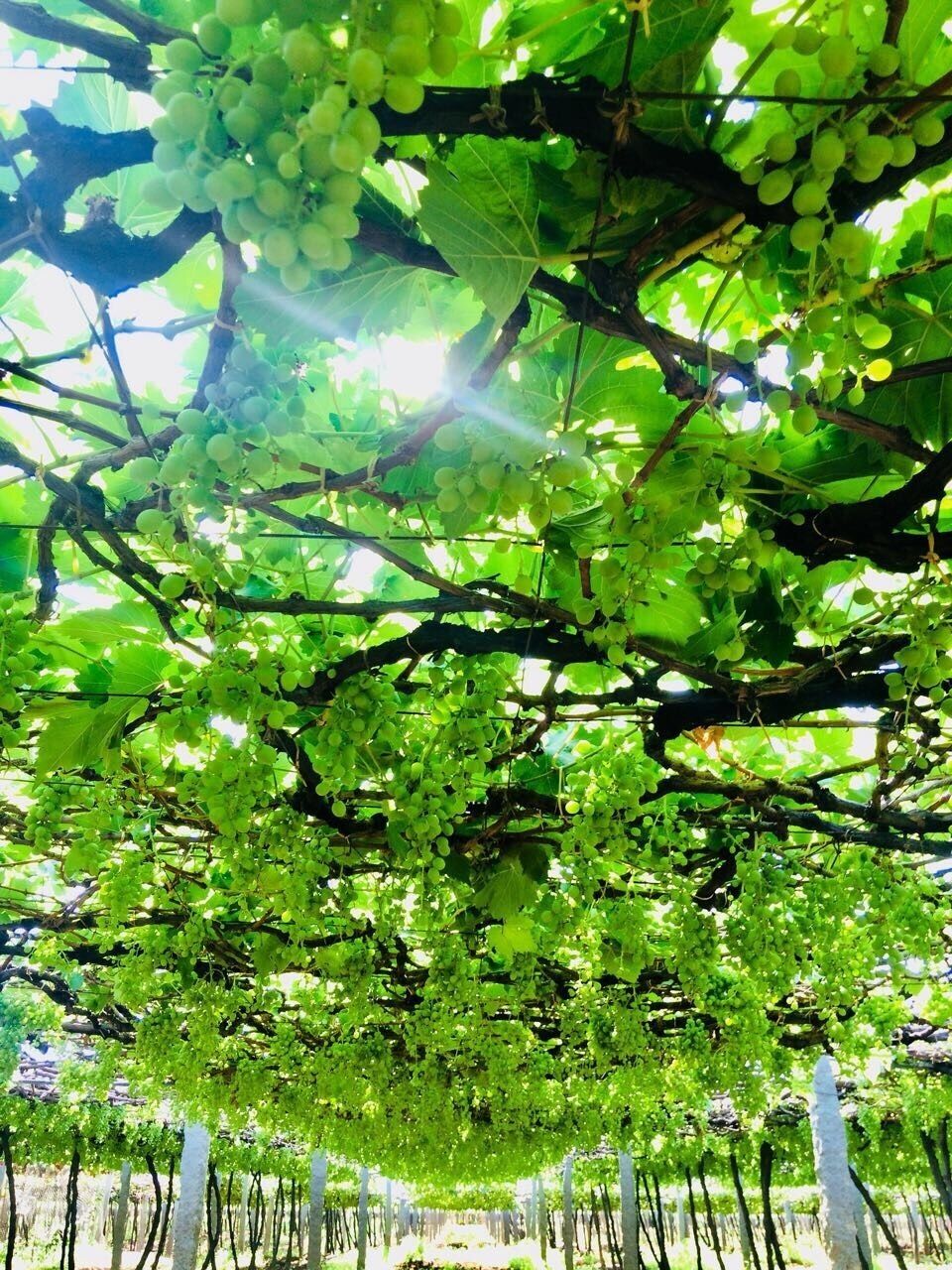 Un vignoble avec des rangées de vignes et des grappes de raisins verts.