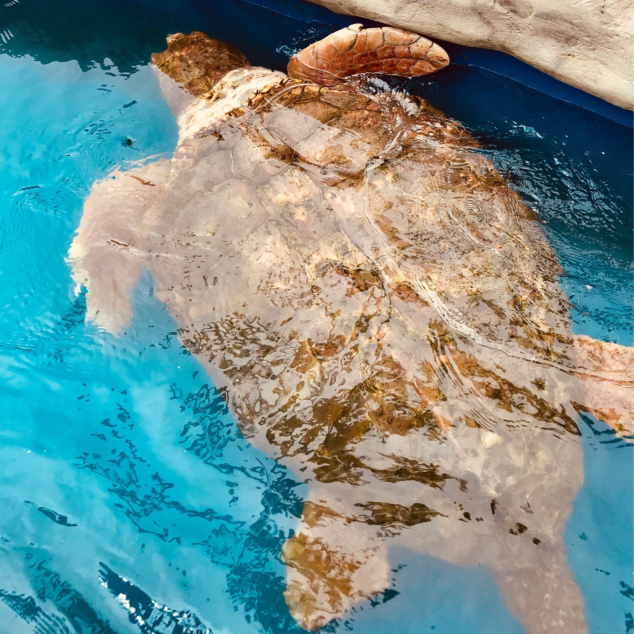 Great place to take kids, give food to sea turtles and their babies, rays and sharks!