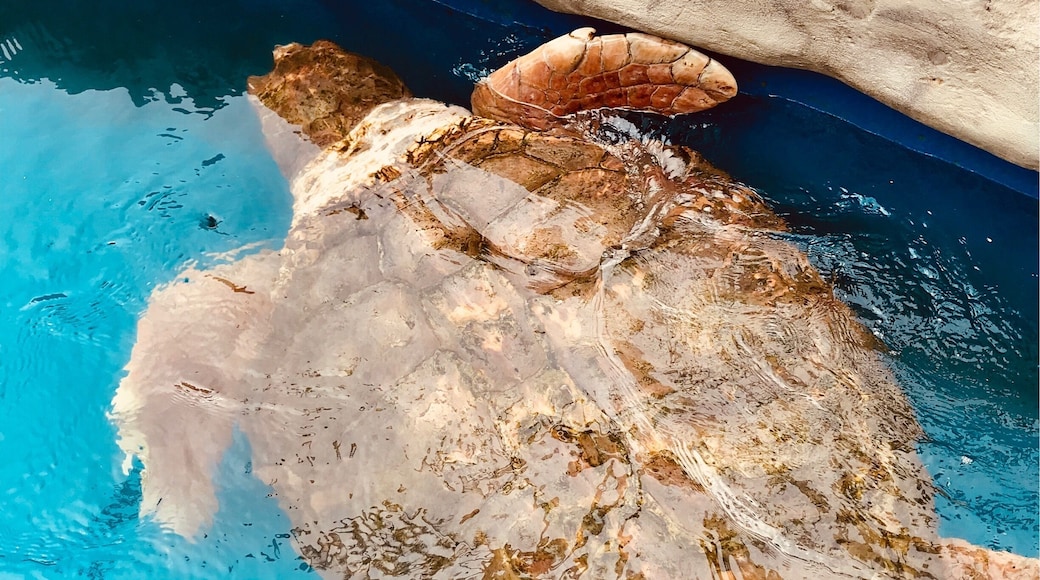 Great place to take kids, give food to sea turtles and their babies, rays and sharks!