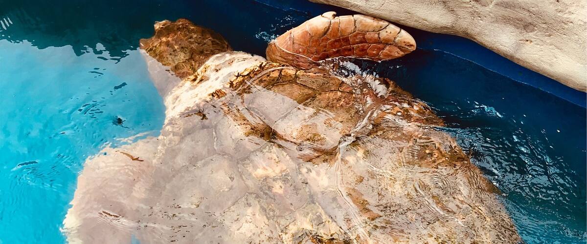 Great place to take kids, give food to sea turtles and their babies, rays and sharks!