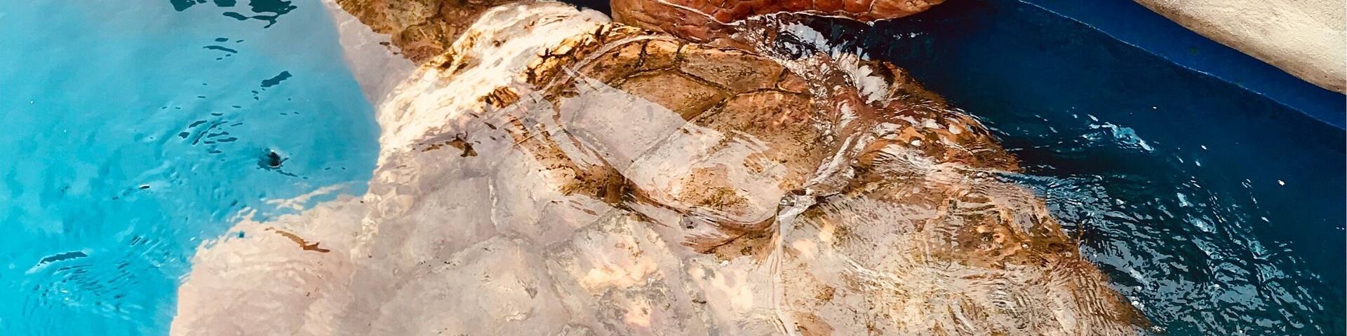 Great place to take kids, give food to sea turtles and their babies, rays and sharks!