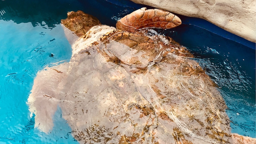 Great place to take kids, give food to sea turtles and their babies, rays and sharks!