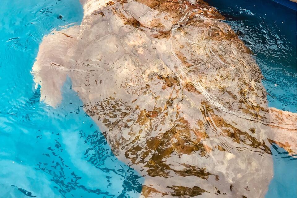 A sea turtle swimming in a pool.
