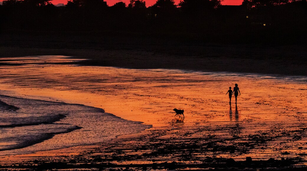 ๋น๋ํผ๋ ํ