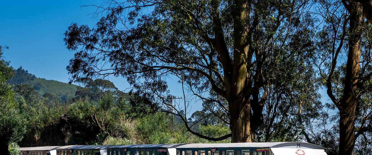 Nilgiri montain railway toy train passing through lush forest in Ooty, India