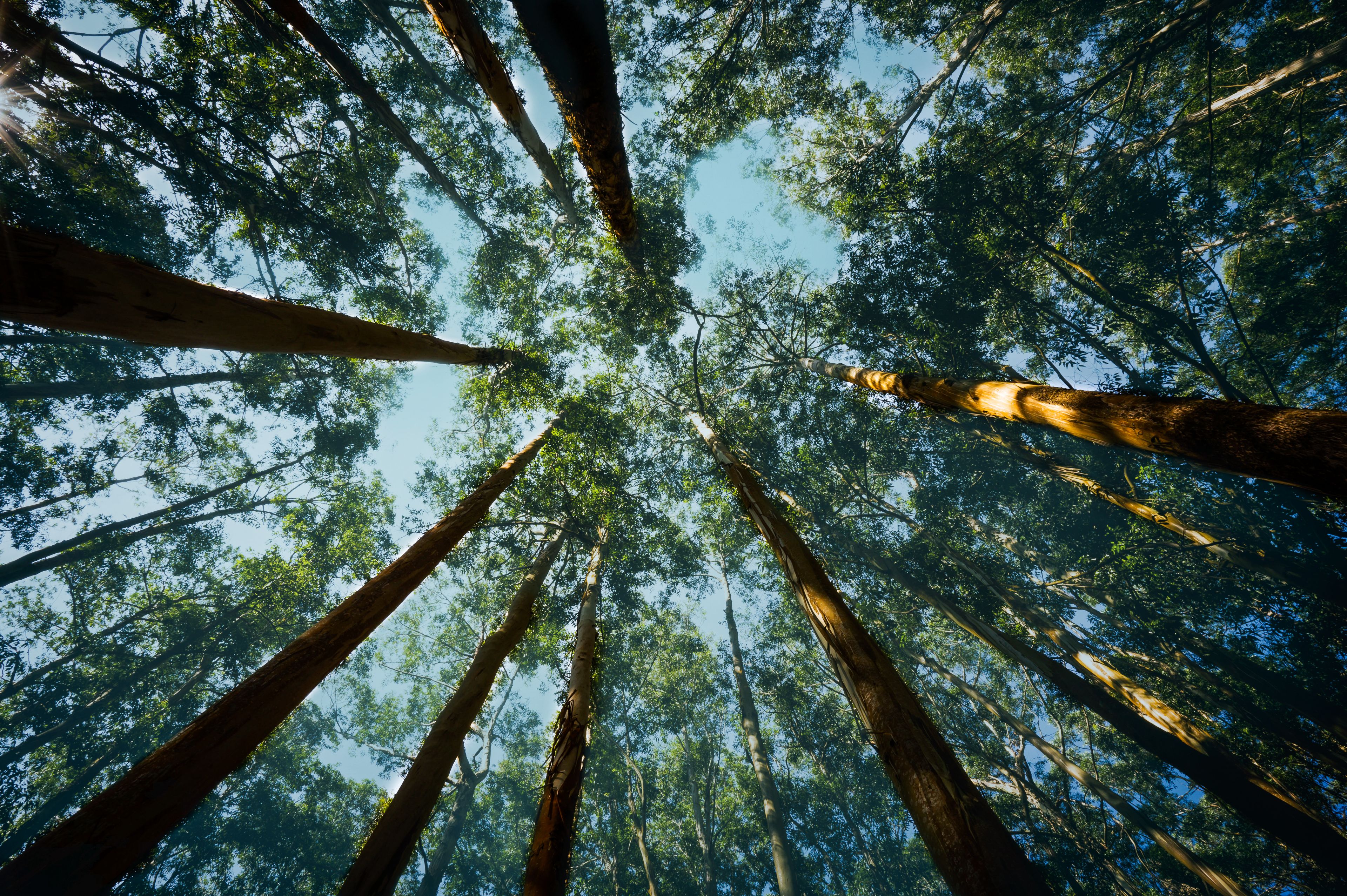 An Ant view of Eucalyptus trees from Ooty, Tamil Nadu