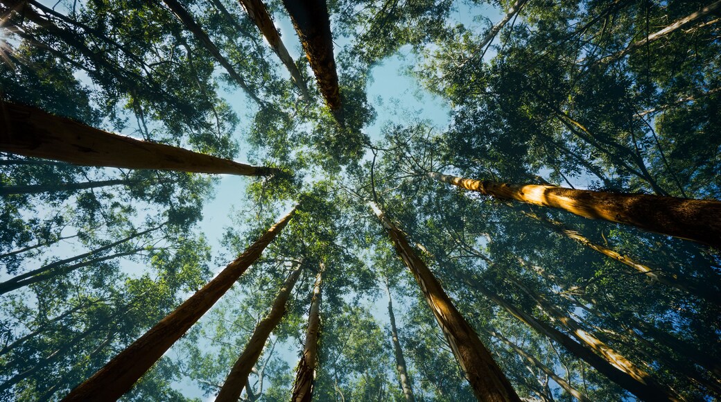 An Ant view of Eucalyptus trees from Ooty, Tamil Nadu