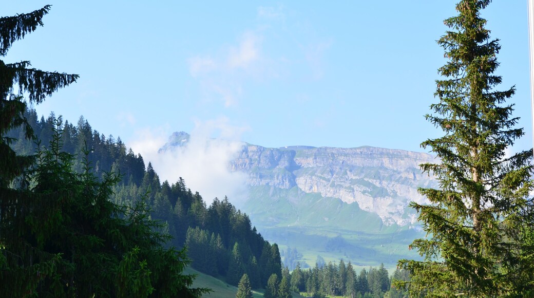 สวิส เมโดว์ส