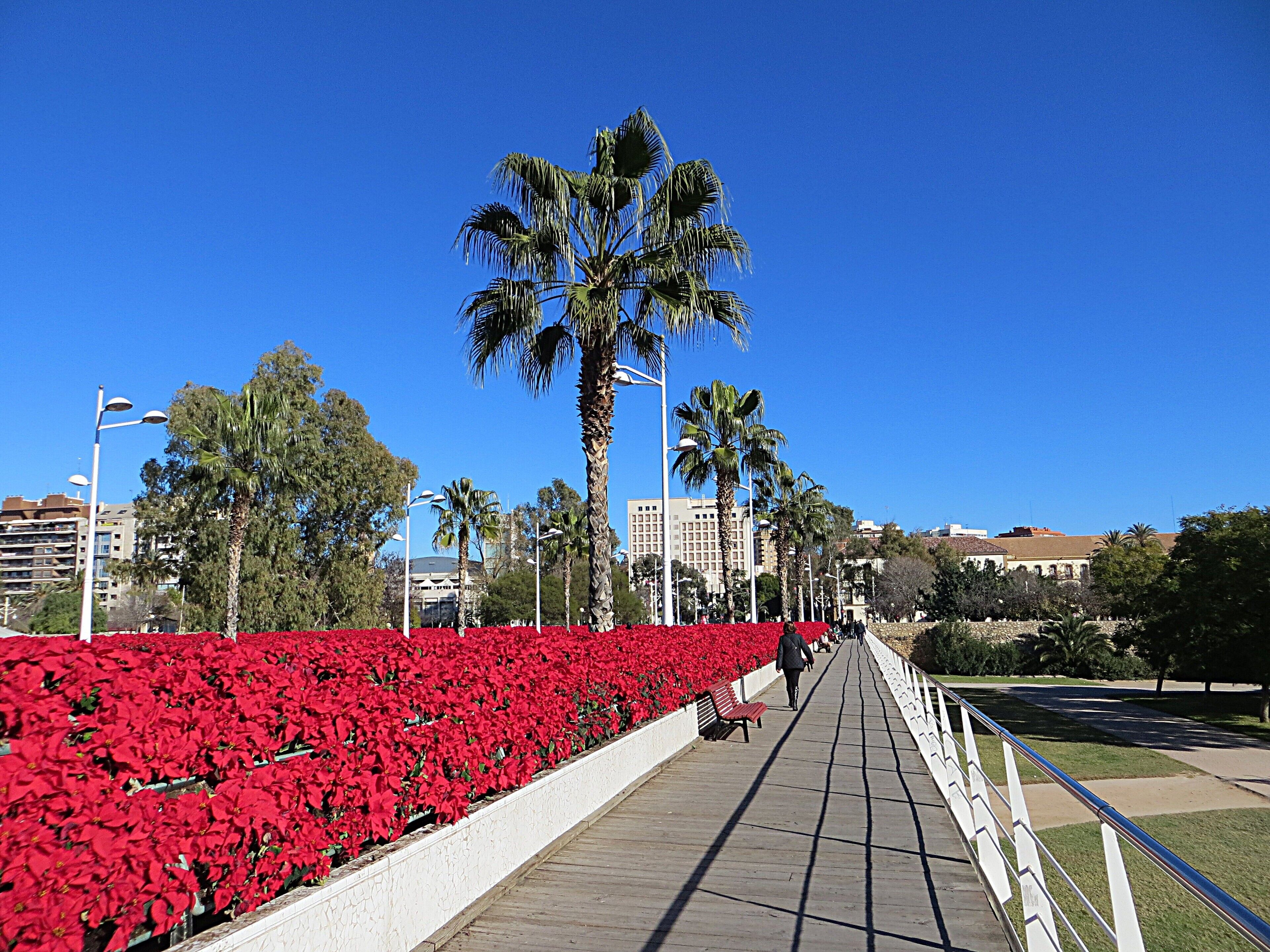 A pathway lined with red flowers, palm trees, and a clear blue sky.