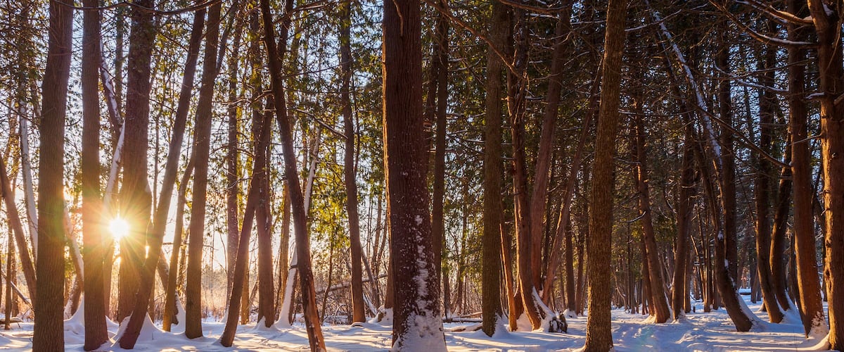 Winter trail at sunrise