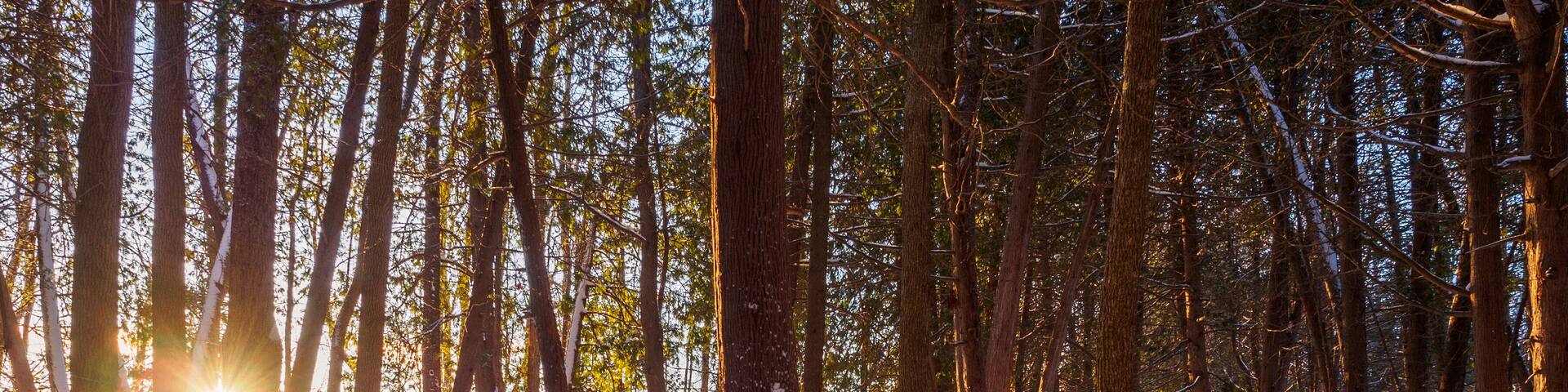 Winter trail at sunrise