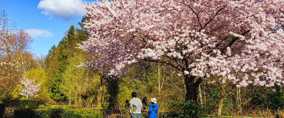 Walkling through gardens at Bear Creek Park, Surrey, BC, past Cherry blossoms on a sunny Spring day.