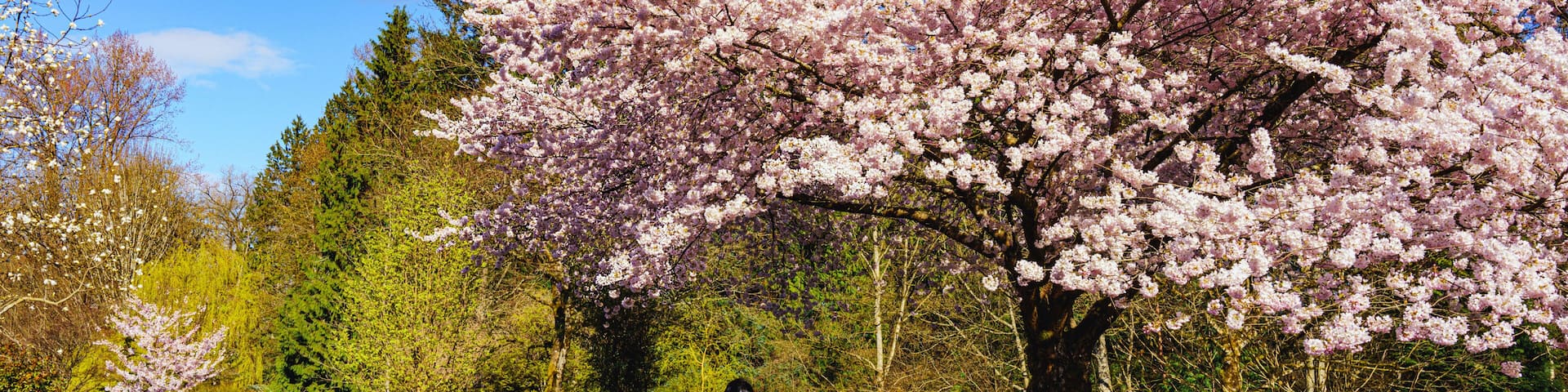 A cherry blossom tree with pink flowers, a pathway, and two people walking.