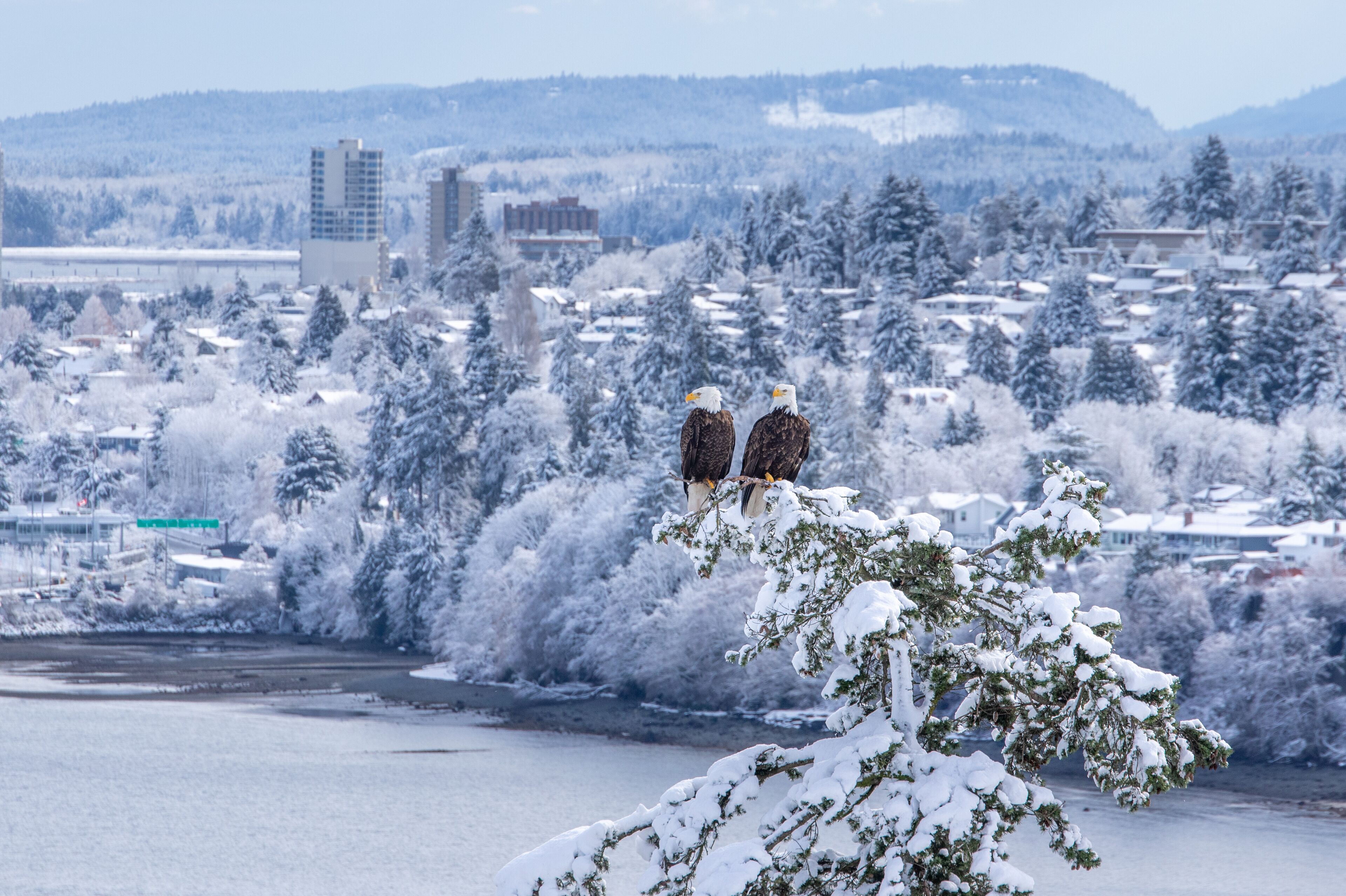 Vancouver Island Bald Eagles perched on tree in winter wonderland.