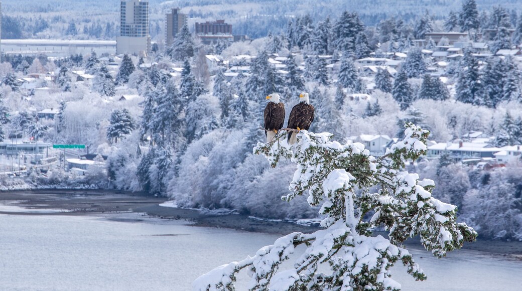 Vancouver Island Bald Eagles perched on tree in winter wonderland.