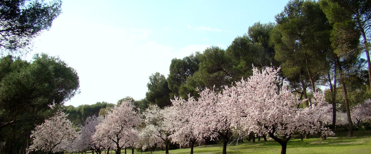 Almendros y pinos