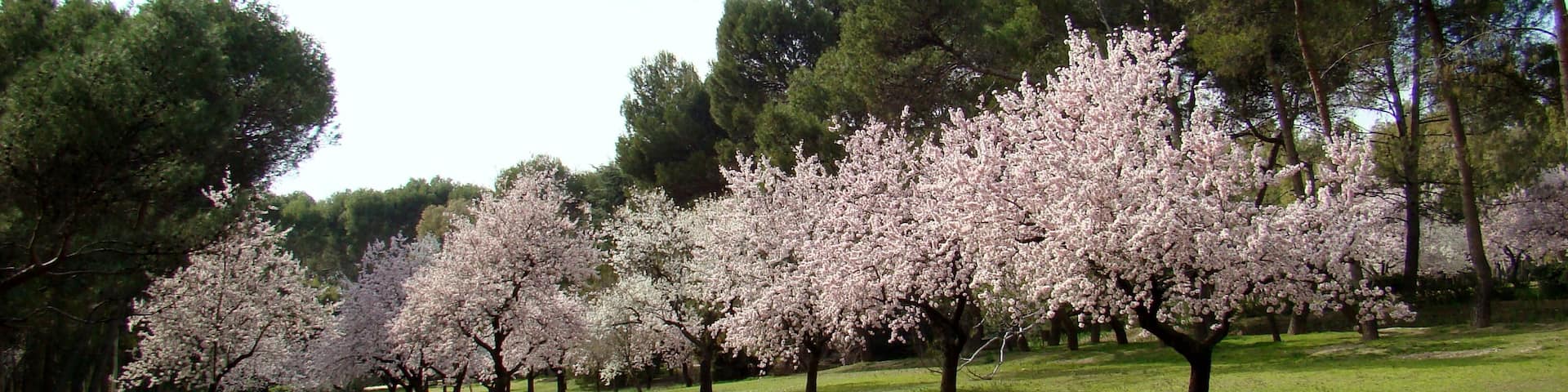 Almendros y pinos