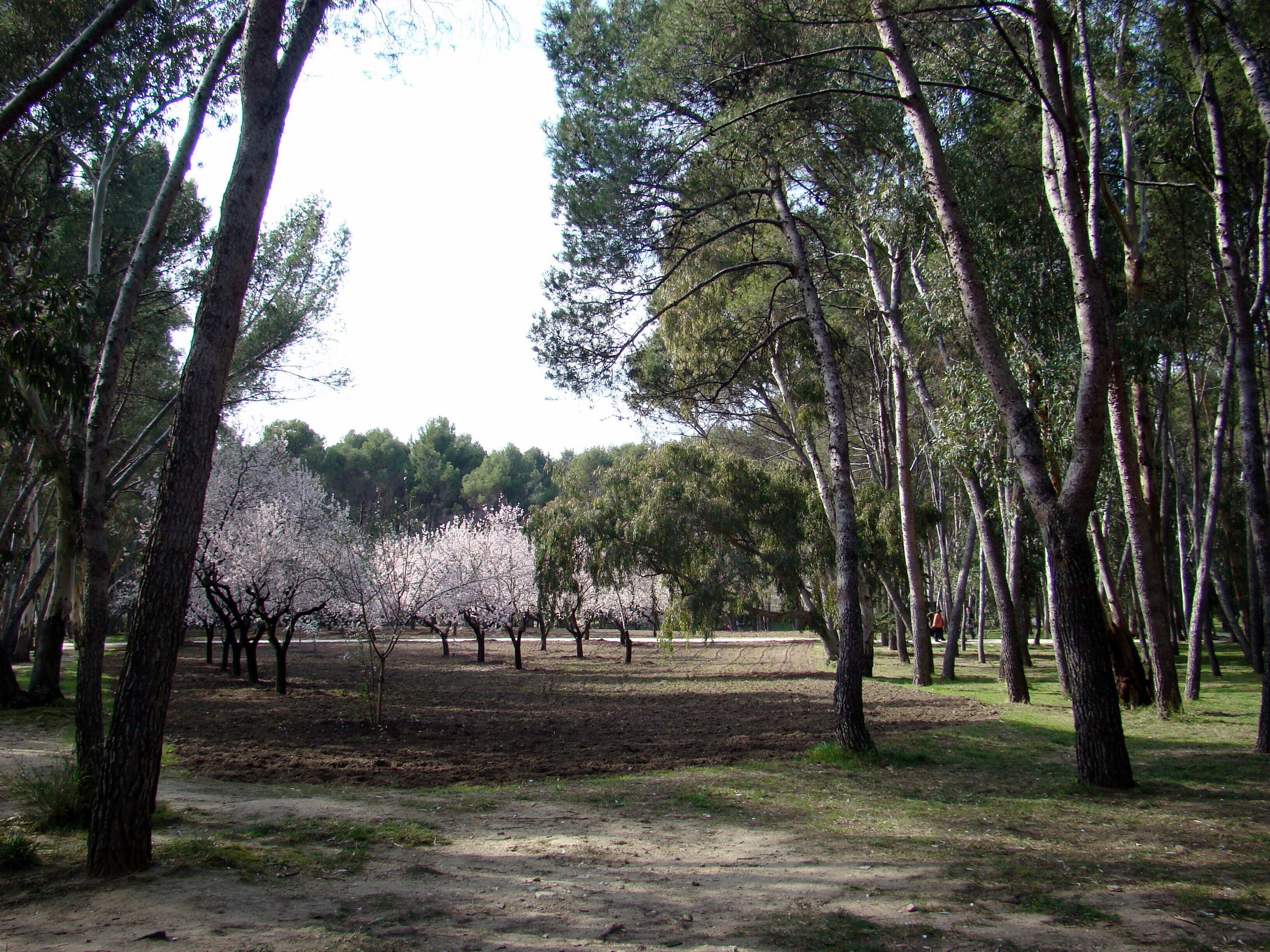 Pinos y almendros