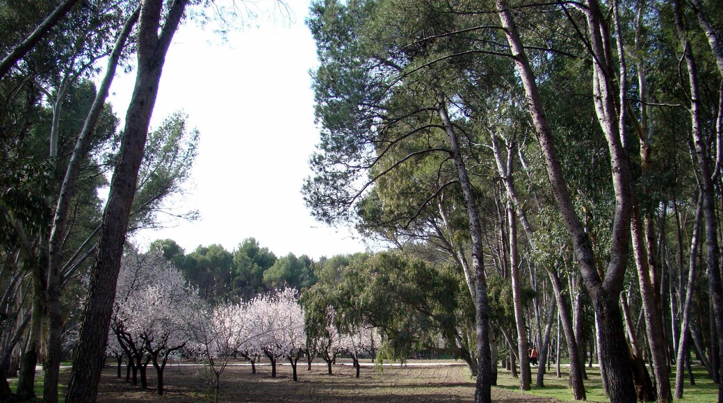 Pinos y almendros