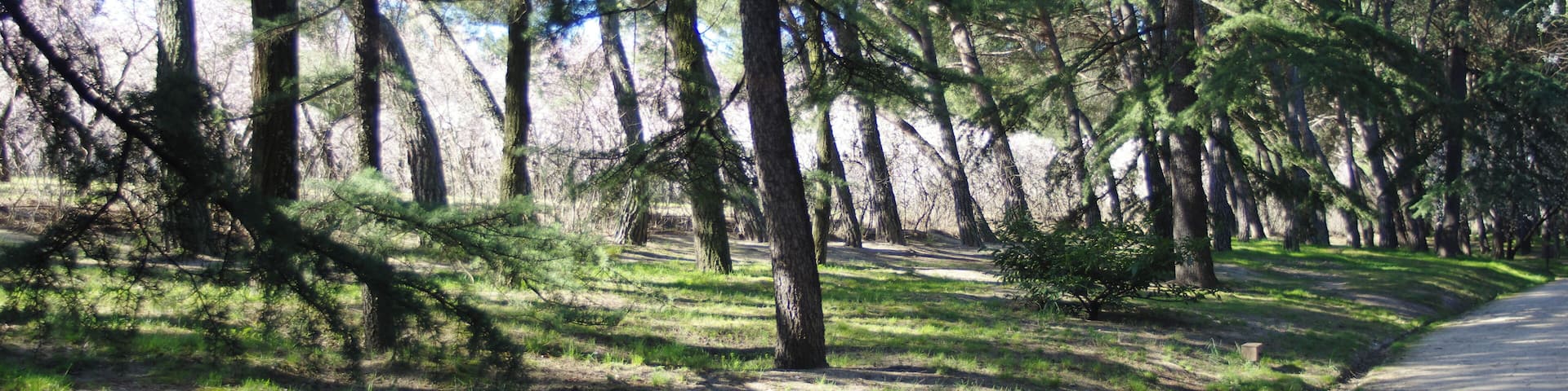 A forested area with a dirt path.