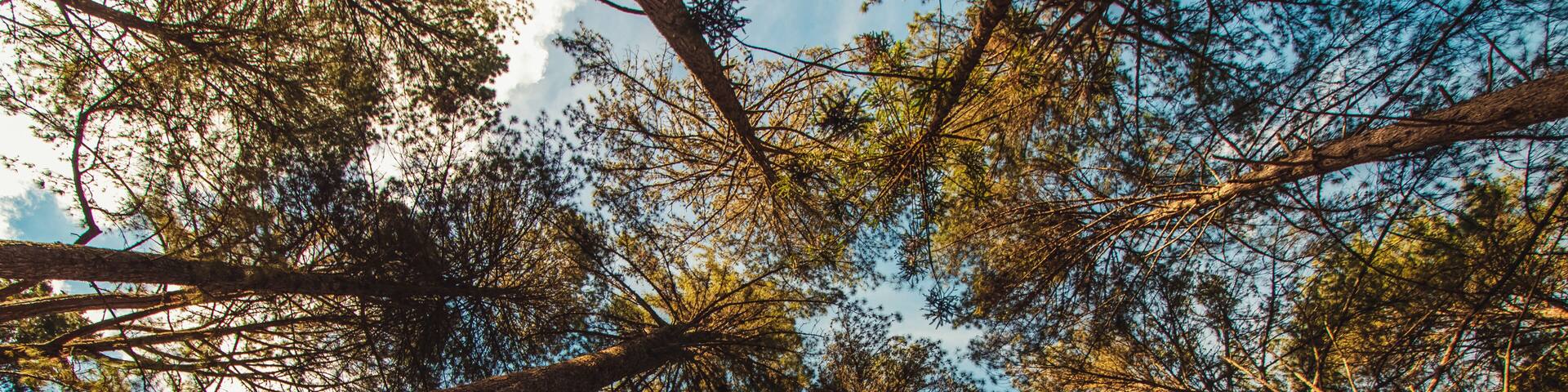 Beautifful view of Araucaria angustifolia trees in Campos do Jordao, Sao Paulo, Brazil