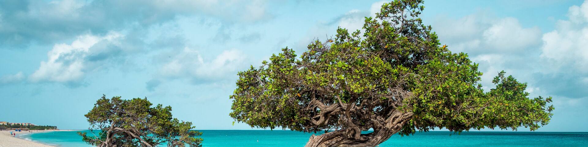 Eagle beach with divi divi trees on Aruba island